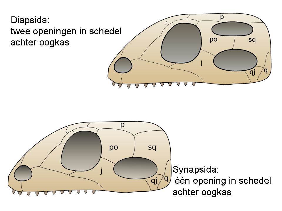 кладограмма птиц. диапсиды. синапсиды и диапсиды. синапсиды череп. синапсиды и диапсиды.