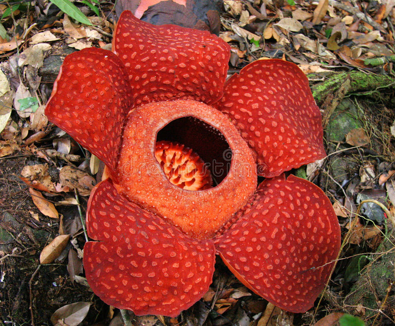 RAFFLESIA ARNOLDII FLOWER photos wallpapers the fun bank