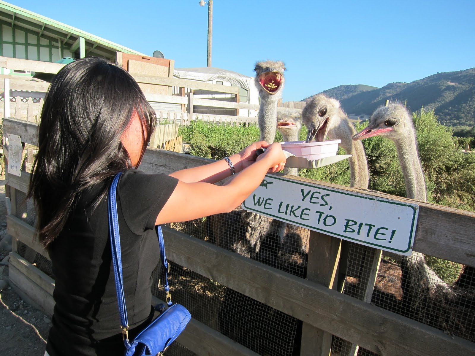 I'd Rather Be Eating: Ostrich Land - Solvang, CA