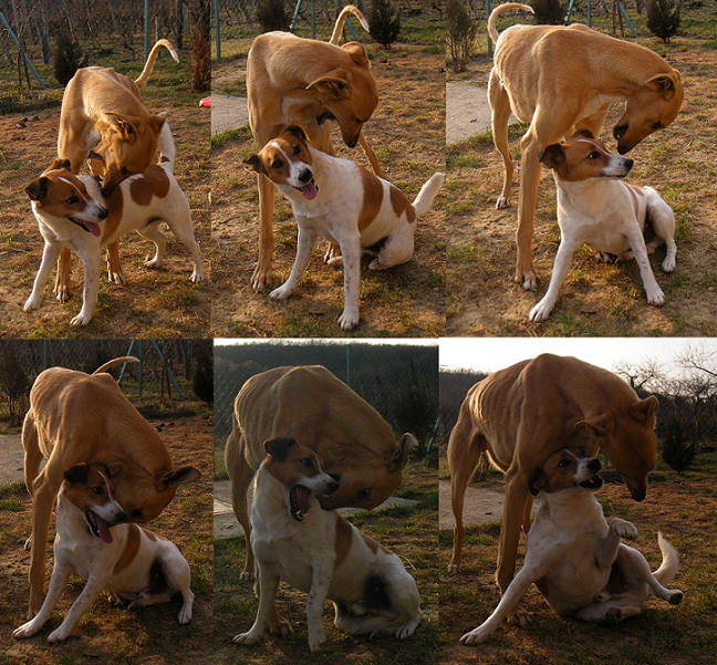 2012_0315hunor0027.PNG