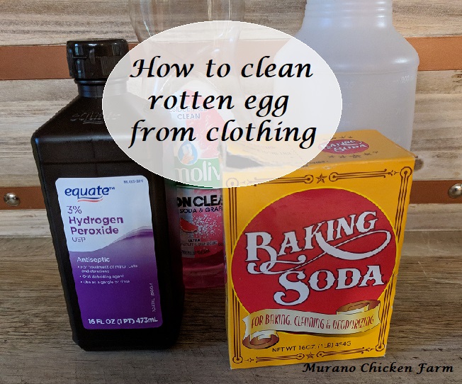 How to clean up a rotten egg (after it exploded!) Murano Chicken Farm