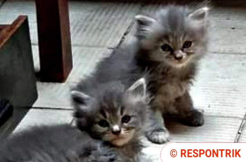 Harga kucing persia Medium, peaknose, Flatnose umur 1, 2 ...
