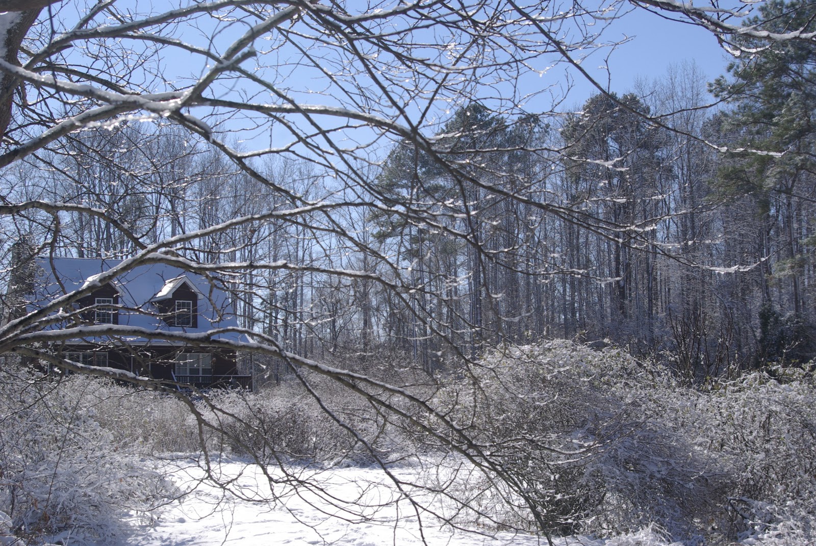 sweetbay Snow and flowers