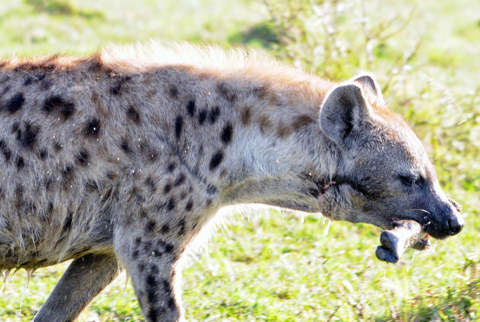 Notes From Kenya: MSU Hyena Research: Things Hyenas Survive