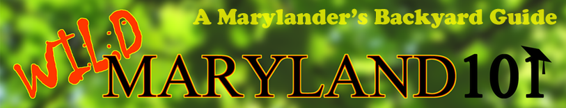 Wild Maryland 101