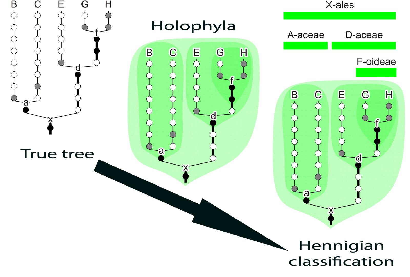 what is meant by the term phylogenetic classification