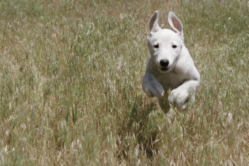 free clipart running dog - photo #50