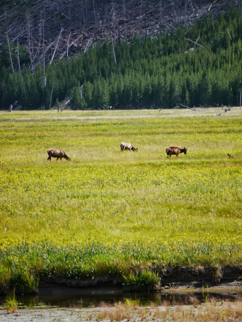 elk prairie west yellowstone