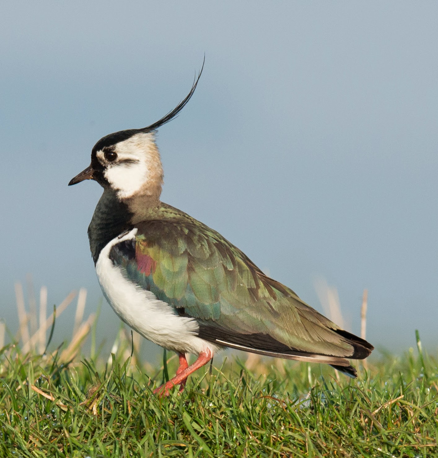 Scottish Gamekeepers Association News GAMEKEEPERS ANNOUNCE BIGGEST