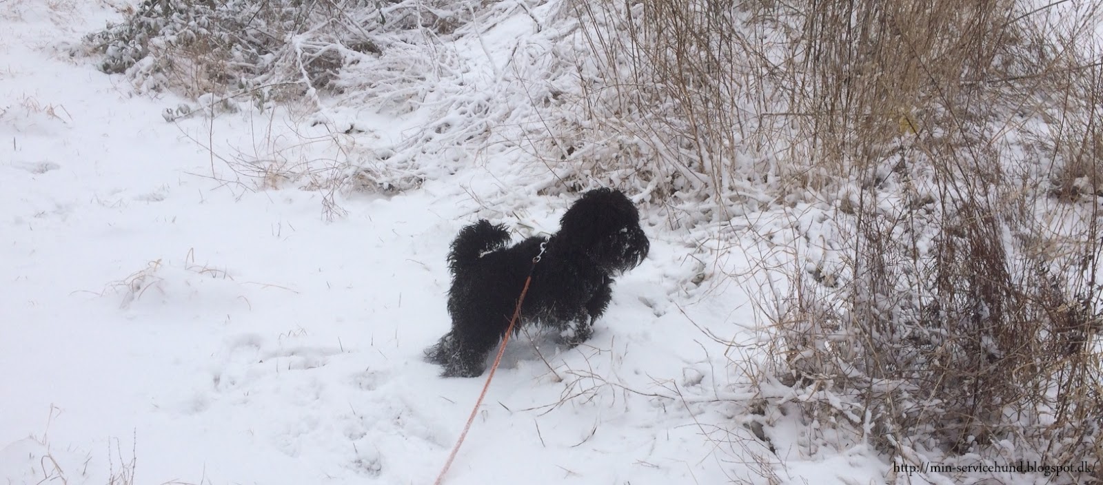 Min Servicehund Snebold
