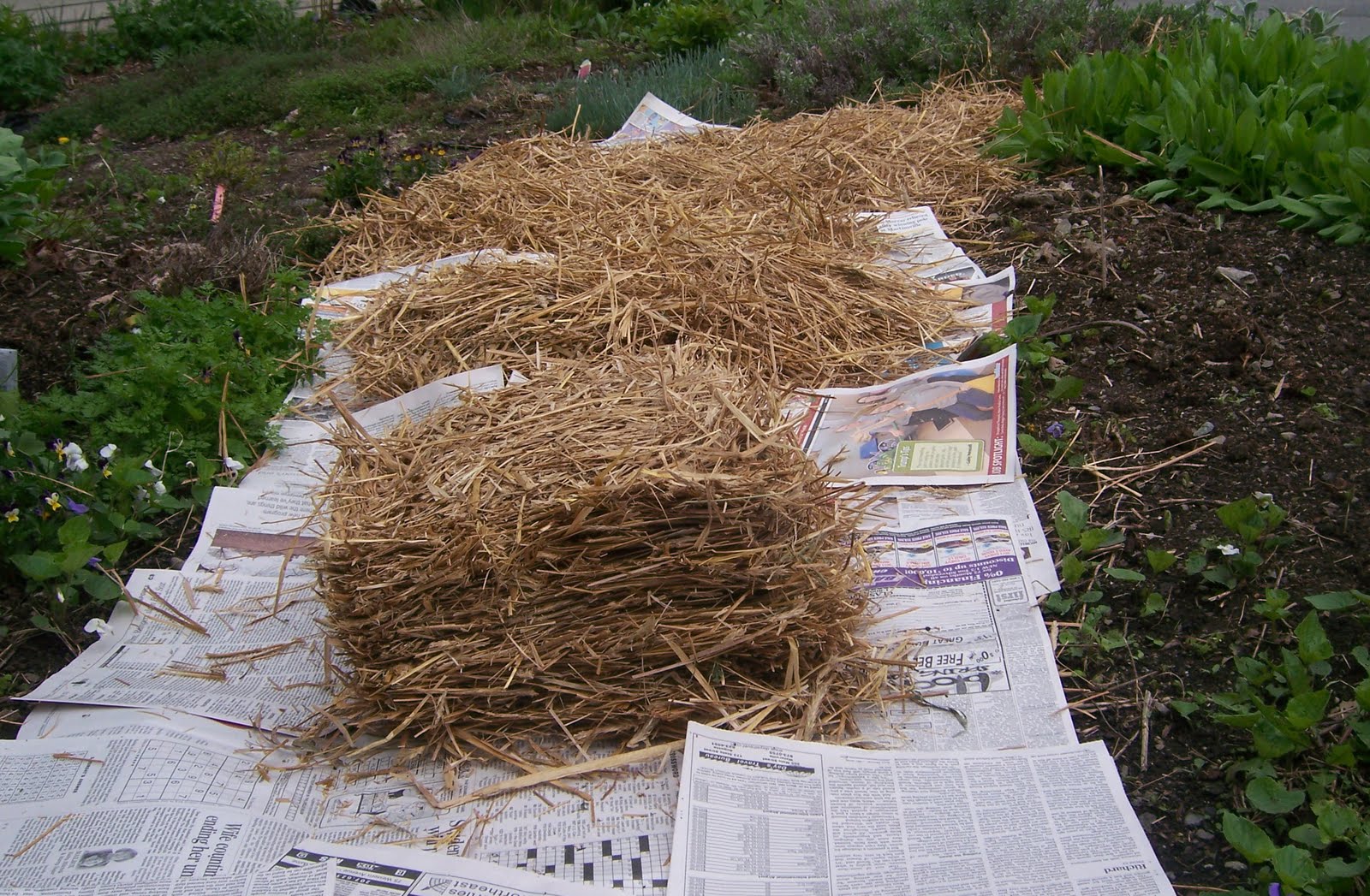 A Maine Garden Mulching and Asparagus