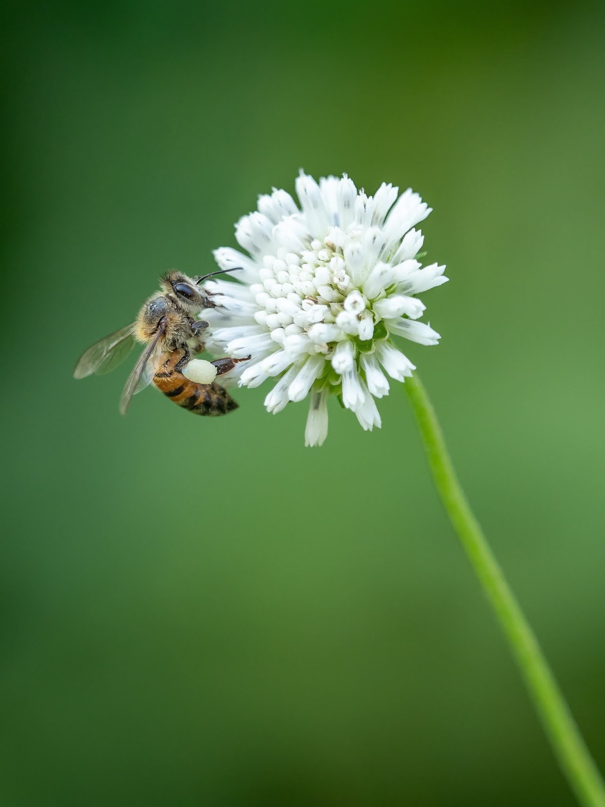 ARBICO Organics: Pyrethrins, Pollinators and other Beneficials