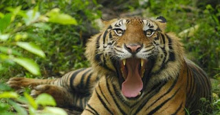PANDUAN TERHINDAR DARI BAHAYA SERANGAN HARIMAU http://tipspetani.blogspot.co.id/2016/11/panduan-terhindar-dari-bahaya-serangan.html