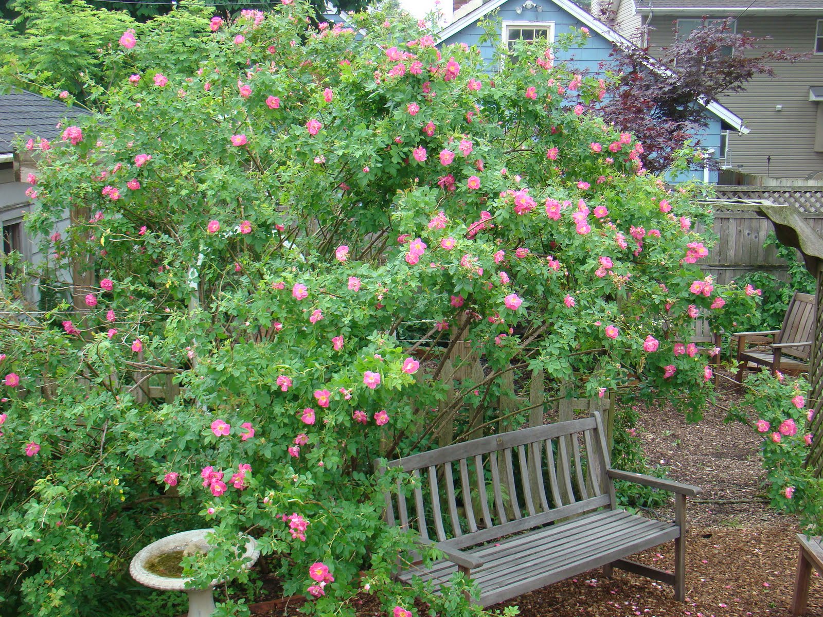 A Midwest Garden Roses in bloom on a gray day