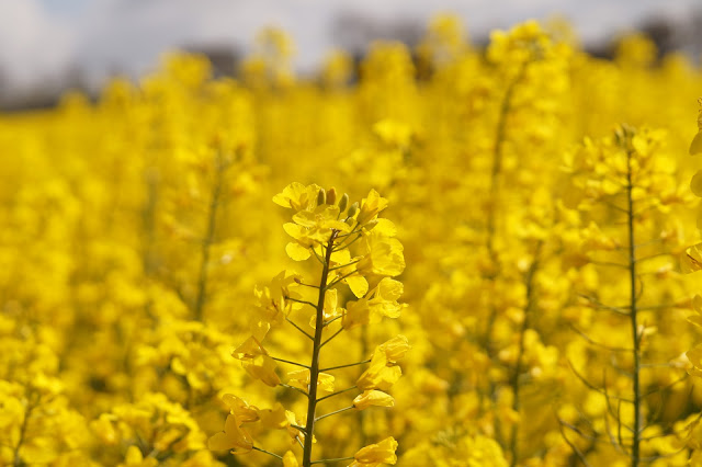 oil seed rape yellow fields in Norfolk