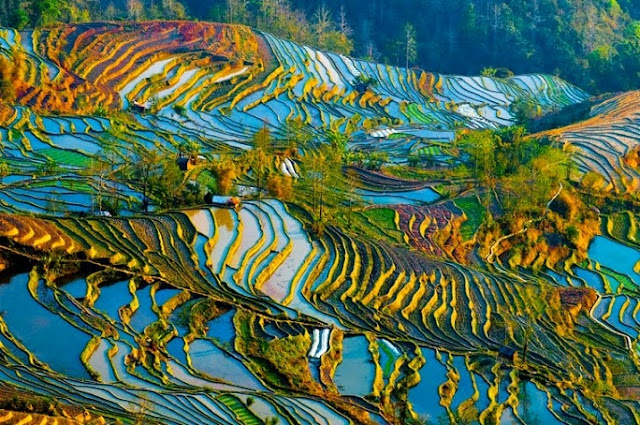 Hani dan Longji, Sawah dengan Pemandangan Menakjubkan di Cina Hani dan Longji, Sawah dengan Pemandangan Menakjubkan di Cina