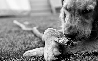 Wolves and Dogs