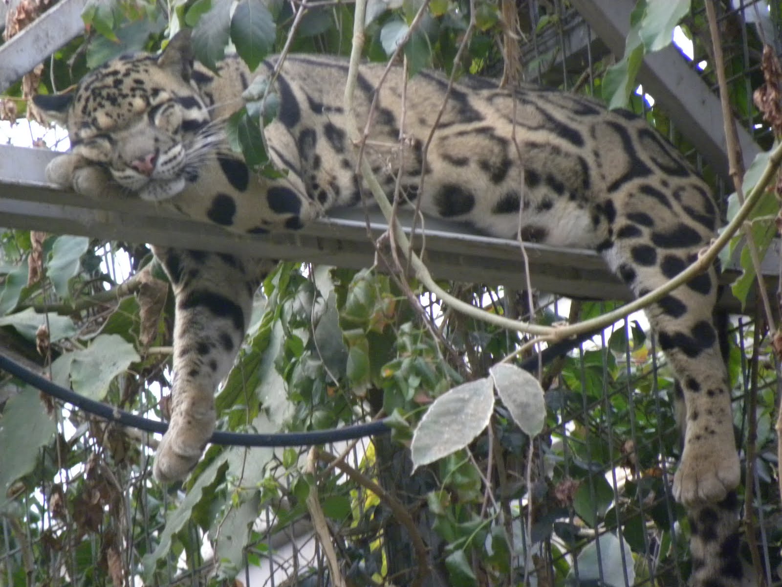 Elin´s: zoo tripp.....