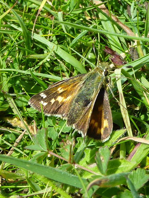 Silverspotted Skipper