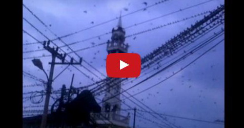 VIDEO: Saat Adzan Berkumandang, Ribuan Burung Walet Mendadak Bertengger Di Sekitar Masjid Ini