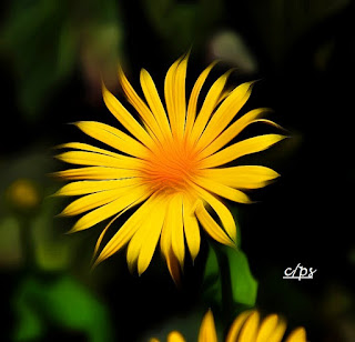 Blumen, flores, Flower, fleurs, květiny, Flores, blomme Blumen, flores, Flower, fleurs, květiny, Flores, blomme, blommor, çiçekler, kwiaty, Flor, Hoa, nở hoa, floración, bloom, Kukka, kukinta, La floraison, Fiore