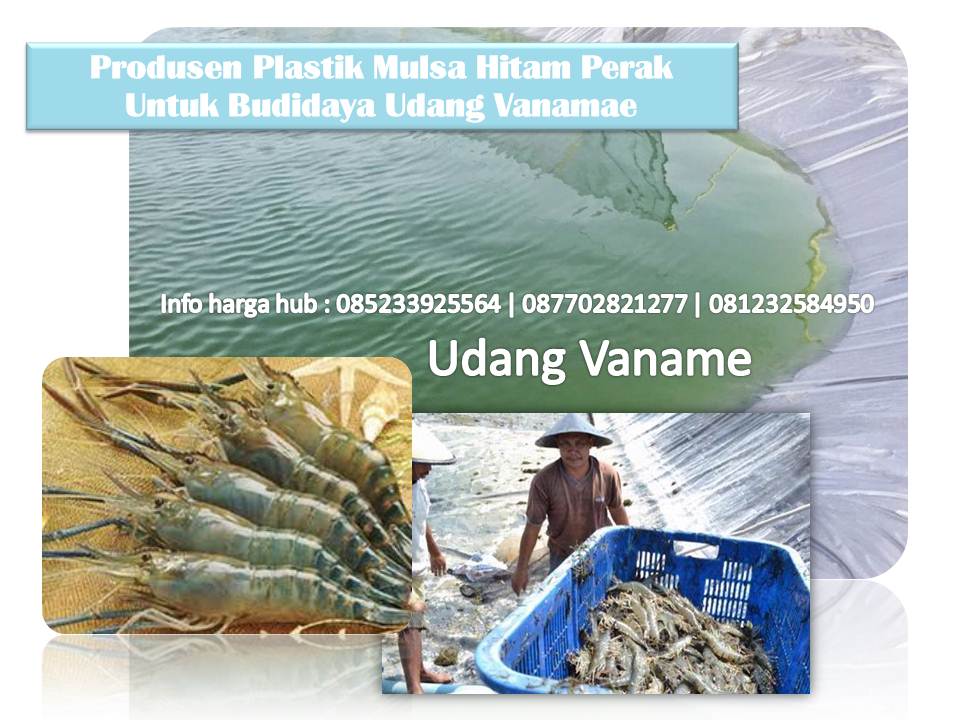Keuntungan Penggunaan Mulsa Plastik Pada Budidaya Udang Vaname Ayo Bertani