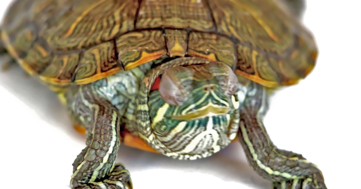 red eared slider swollen eyes