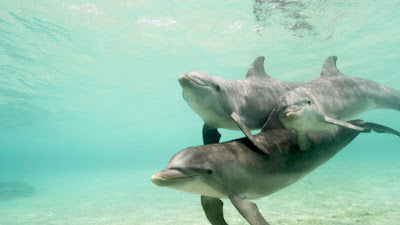dolphins underwater 1366x768 1209058