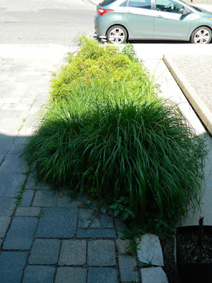 Leslieville front garden installation before Paul Jung Toronto Gardening Services