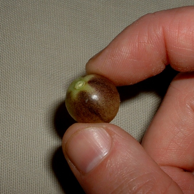 MidAtlantic Plant Research Center Anthocyanin tomatoes again