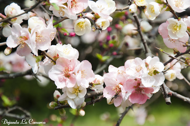 Día 4 - Gyoen - Meiji - Shibuya - Odaiba - Japón primavera 2016 - 18 días (con bajo presupuesto) (3)