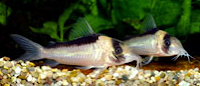 Jenis Ikan Corydoras imitator