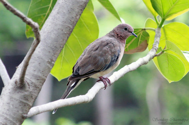 Laughing Dove Laughing Dove
