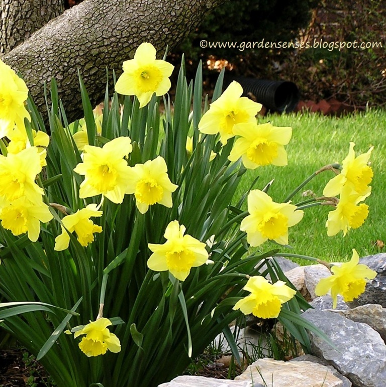 Garden Sense Daffodils and Daylilies Make a Great Pair