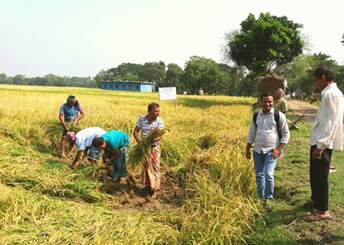 Zincrich BRRI = rice 62Development section and independent peasant organization Bangladesh E