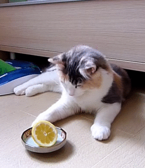 a5612f9d66ea6a271701cba0e8362fb1.gif
