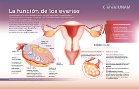 función de los ovarios