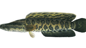 Cara Budidaya Ikan Gabus Agar Cepat Besar