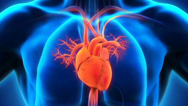 de que lado tenemos el corazon los humanos