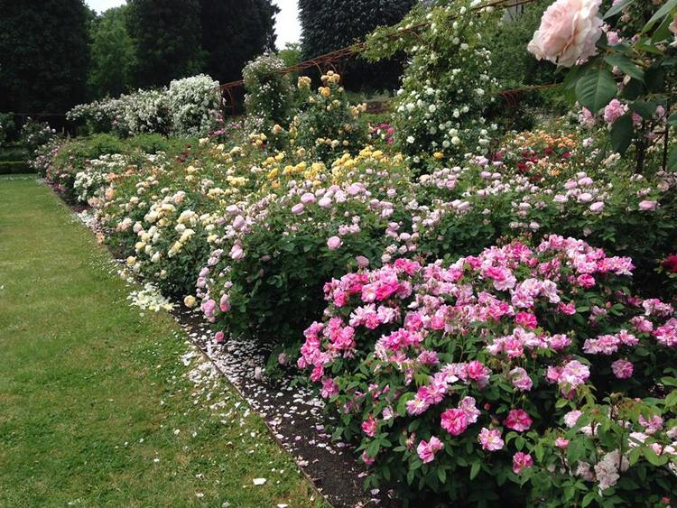 Rosas inglesas en una abadía francesa. Rosaleda David Austin en Abbaye de Morienval, Francia