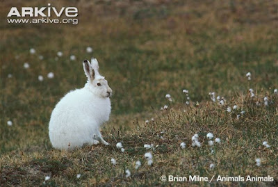 Arctic Hare