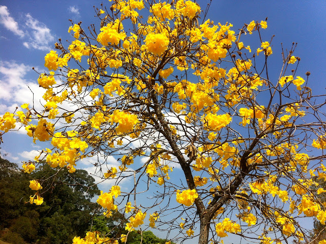 Ipê amarelo Parque Ibirapuera Ipê amarelo Parque Ibirapuera