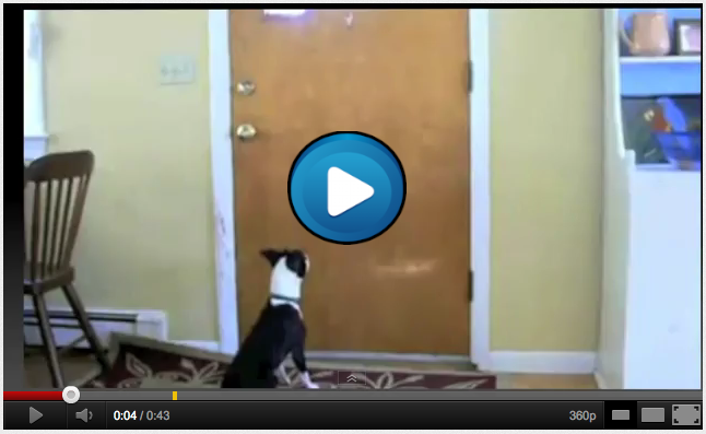 mail slot, mail delivery of how dogs and cats act upon insertion of the mail in the mail slot, cats and dogs gone wild and crazy attacking mail, mail delivery video 