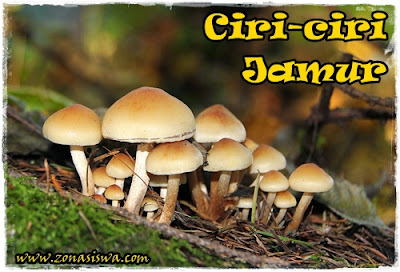 6 Ciri-ciri Jamur Yang Perlu Kamu Ketahui 6 Ciri-ciri Jamur Yang Perlu Kamu Ketahui