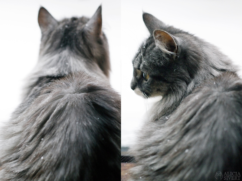 Cat in snow, photo by Alicia Sivertsson.