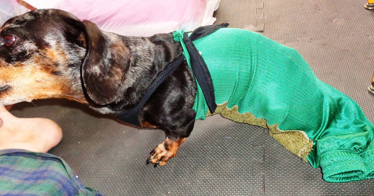 Recycled Miracles 100 FREE tutorial to make paralyzed wiener dog drag