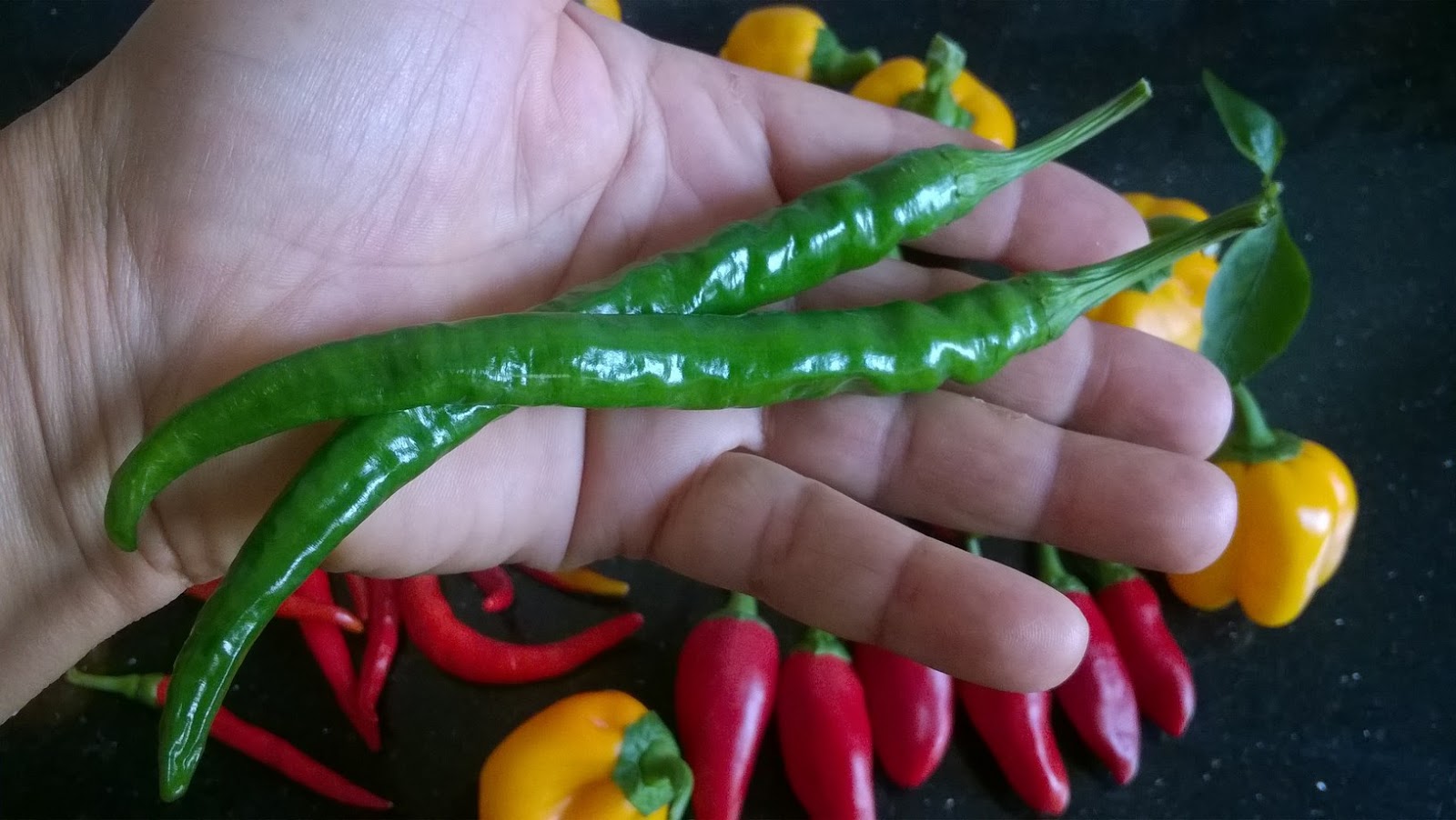 History Of Chili Peppers