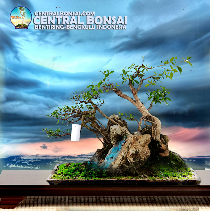 MENGHILANGKAN JENUH DENGAN MEMBUAT BONSAI DIATAS BATU/KARANG