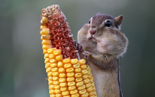 Picture of a chipmunk eating corn