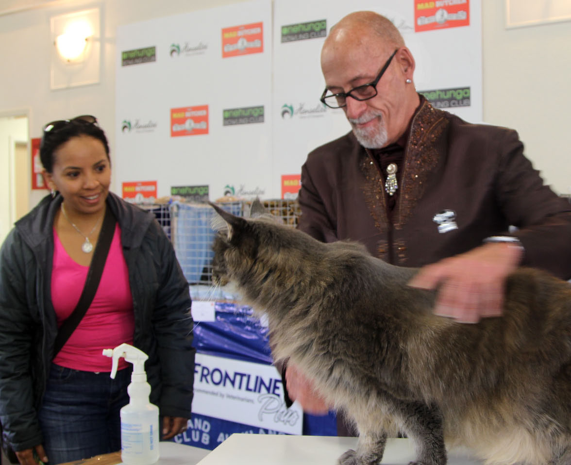 A Life in Auckland Purrfection at the Cat Show